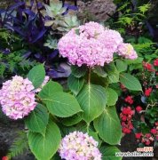 绣球花的象征意义和文化内涵 探寻绣球花的寓意之美