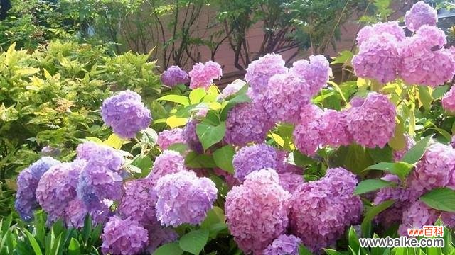 细数绣球花背后的花语和寓意 绣球花的花语及象征意义