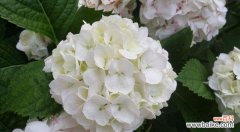 探寻绣球花的深层含义 绣球花的花语与寓意