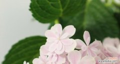 绣球花的花语及象征意义 绣球花