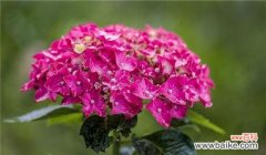 绣球花的美丽与意义 绣球花的花语