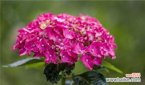 绣球花的美丽与意义 绣球花的花语