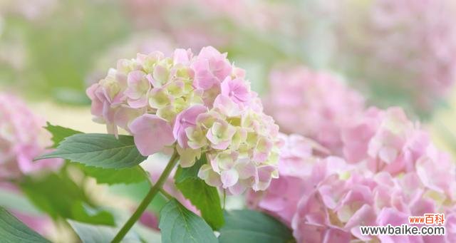 绣球花的美丽与意义 绣球花的花语