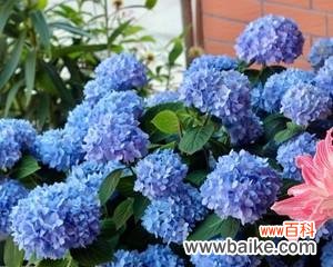 浪漫与纯洁的绽放——绣球花的传统与现代含义 绣球花的寓意与象征意义