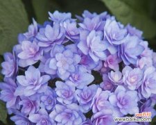 浪漫与纯洁的绽放——绣球花的传统与现代含义 绣球花的寓意与象征意义