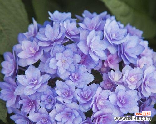 浪漫与纯洁的绽放——绣球花的传统与现代含义 绣球花的寓意与象征意义