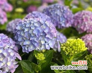 浪漫与纯洁的绽放——绣球花的传统与现代含义 绣球花的寓意与象征意义