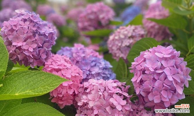 揭秘绣球花的花语与意义 绣球花语