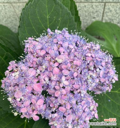 揭秘绣球花的花语与意义 绣球花语