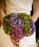 探索绣球花的花语及象征意义 绣球花的花语