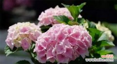 美丽绽放的花海 绣球花的花语与寓意