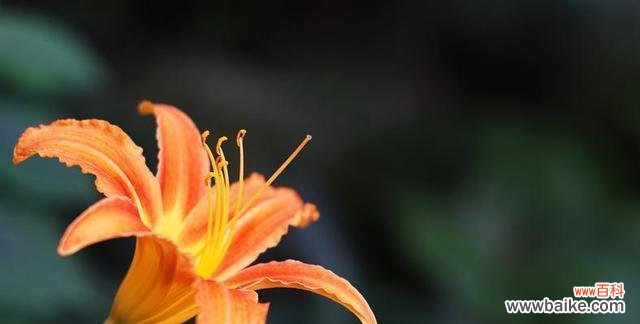 探寻以萱草为寓意的深层内涵 以萱草为寓意的生命哲学