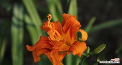 探寻以萱草为寓意的深层内涵 以萱草为寓意的生命哲学