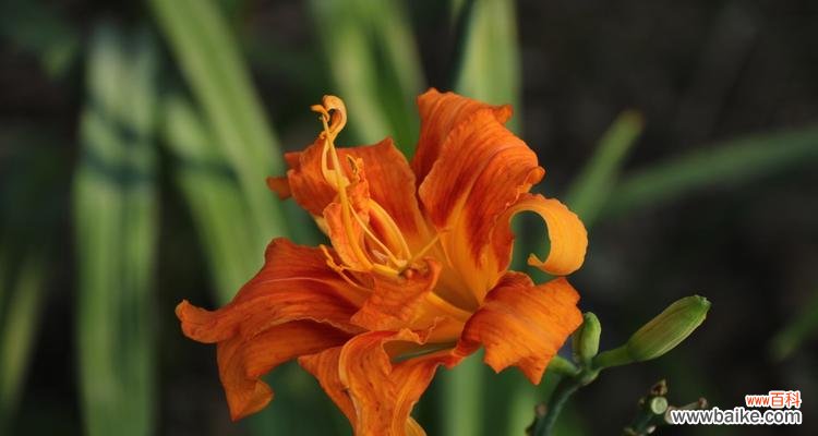 探寻以萱草为寓意的深层内涵 以萱草为寓意的生命哲学