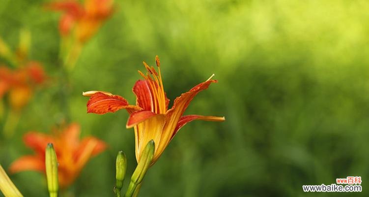 探寻以萱草为寓意的深层内涵 以萱草为寓意的生命哲学