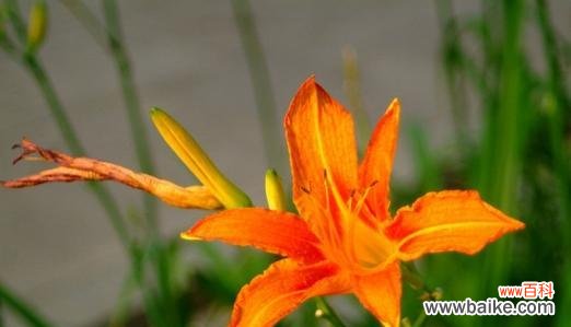 寓意深远的萱草 以萱草的寓意和象征