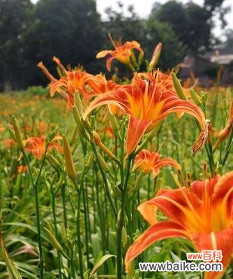 神秘的花语让人向往不已 以萱草的花语——传说中的花朵