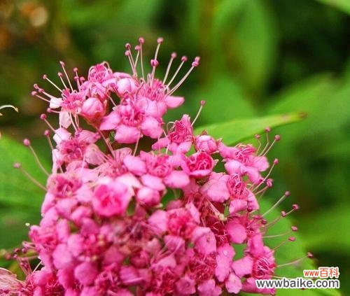 揭示绣线菊花语的多维度意义与文化背景 绣线菊的花语