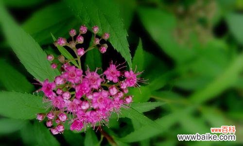 揭示绣线菊花语的多维度意义与文化背景 绣线菊的花语