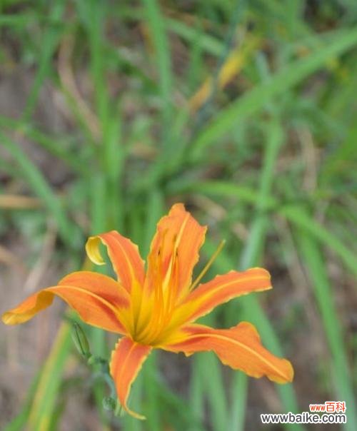 揭示萱草花在文化中的重要象征意义 萱草花的寓意象征