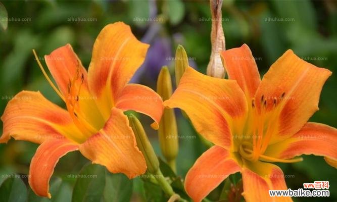 揭示萱草花在文化中的重要象征意义 萱草花的寓意象征