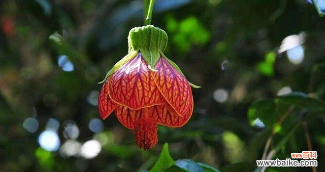 探寻悬铃花的花语与传说 悬铃花