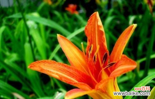 探秘萱草的花语及其象征意义 以萱草花语为主题的文章