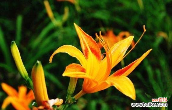 探秘萱草的花语及其象征意义 以萱草花语为主题的文章