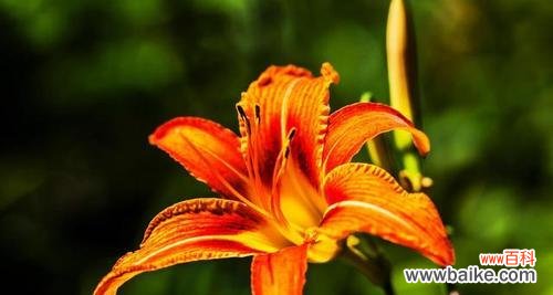 探寻萱草花的含义与象征 萱草花语与寓意