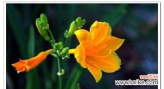 探寻萱草花的含义与象征 萱草花语与寓意