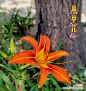 凤丫头的花语寓意及文化传承 萱草花语与寓意——凤丫头