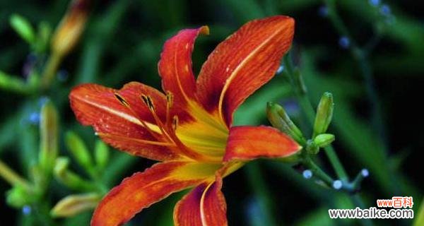 凤丫头的花语寓意及文化传承 萱草花语与寓意——凤丫头