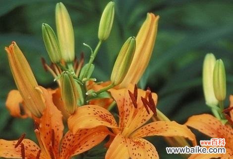 凤丫头的花语寓意及文化传承 萱草花语与寓意——凤丫头