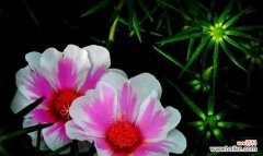 风信子花语 思念之花——以风信子的花语表达我想你