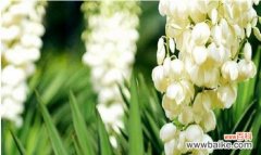 探索花语中的未解之谜 揭秘无法得知的花语之谜