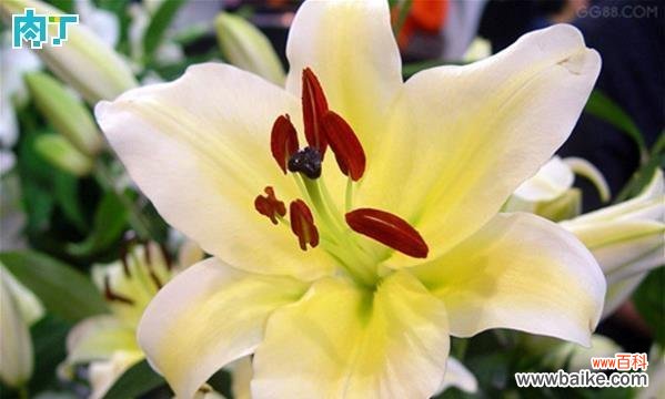 探索花语中的未解之谜 揭秘无法得知的花语之谜