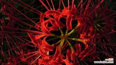 用鲜花诉说内心悔过与真诚 道歉之花