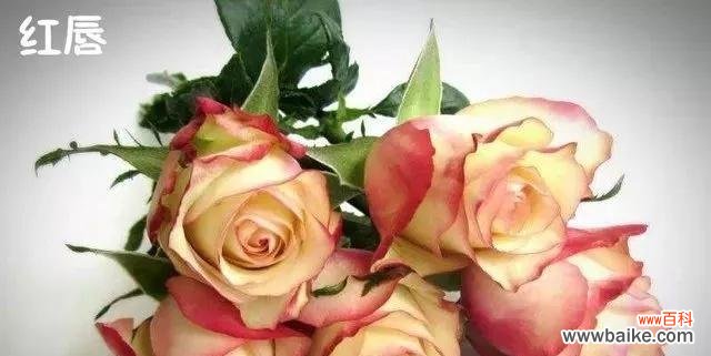 用玫瑰花的花语表达我对你的感情 以玫瑰花的花语为主题