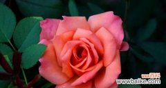 一朵花的无声告白 无法言说的爱——以什么花的花语为主题的文章