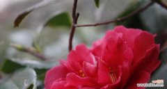 花开花谢皆无情 无情之花