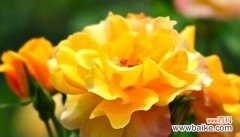 探索花朵中无私的品质 无私之花的花语