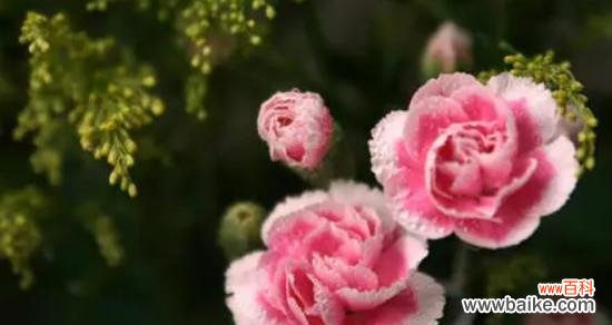 一朵雪白花朵中的无私情怀 无私奉献——以白百合的花语为主题的文章