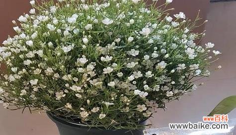 绽放笑容 以向日葵为花语的希望你开心