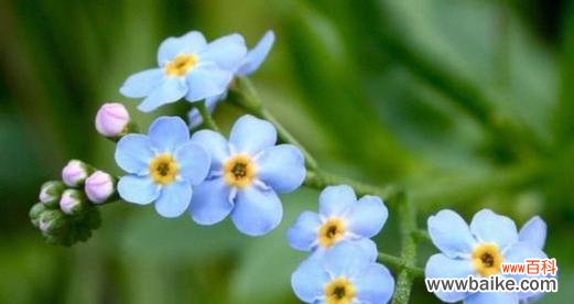 玫瑰花的含义及其在不同场合的运用 以玫瑰花的花语为主题的文章