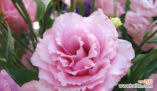 玫瑰花的含义及其在不同场合的运用 以玫瑰花的花语为主题的文章