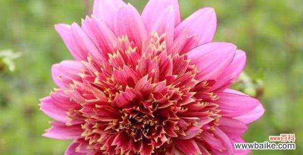 玫瑰花的含义及其在不同场合的运用 以玫瑰花的花语为主题的文章