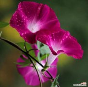 以蔷薇为主的思念 缘起花语