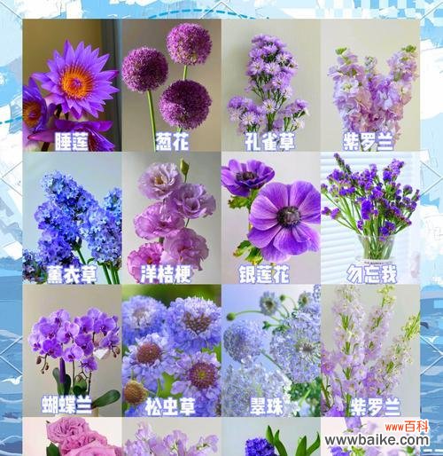 红花羊蹄甲，花开是爱的约定 红花羊蹄甲的花语