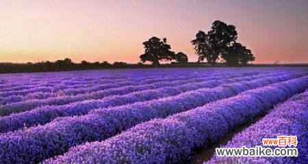 探秘薰衣草花语的神秘之处 紫色薰衣草花语的深意