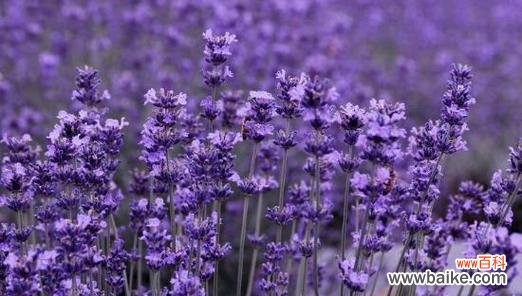 探秘薰衣草的花语 薰衣草的花语与寓意